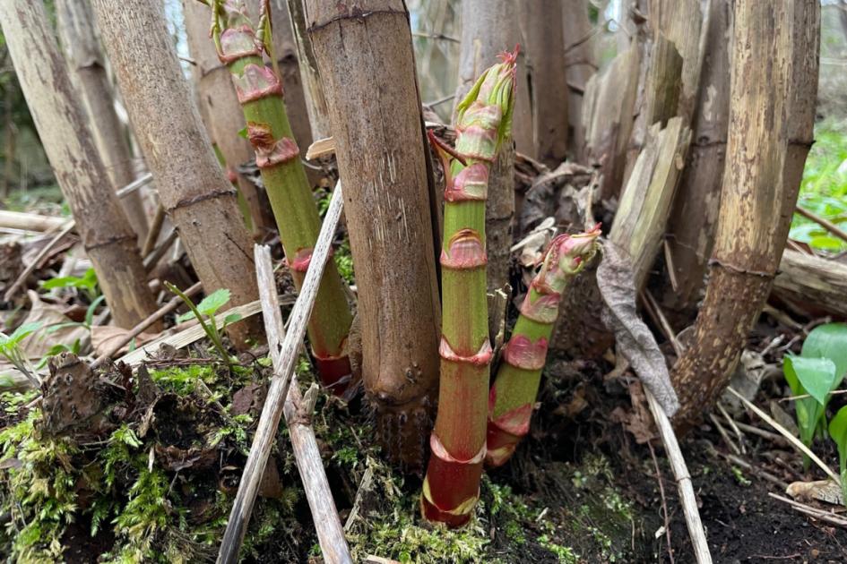 Map reveals the Japanese Knotweed hotspots in south west London