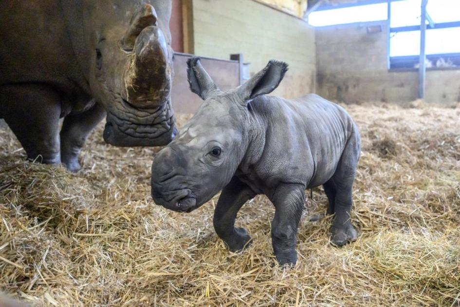 Baby rhino charges into world after quick four-minute labour at Bedfordshire zoo