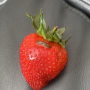 The slug found on the strawberries bought at Crystal Palace Sainsbury's