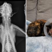 Nellies X-rays and recovering after losing her eye