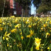 Blooms are revelling in the sunshine