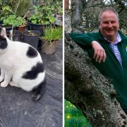 A cat from Surrey has been reunited with his owners with the help of a Croydon charity six months after going missing.