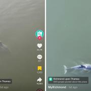 Dolphin spotted in the river Thames near Richmond