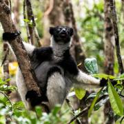 Indri, the largest living lemurs. Picture taken in Andasibe National Park. Photo: PA/Renato Granieri