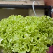 Lettuce can be grown in any pot. Photo: PA/Jacqui Hurst