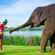Angsana's Lucky the elephant playing with a child in Phuket, Thailand. Picture credit: PA Photo/Handout