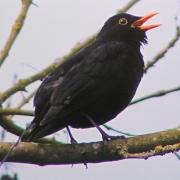 Super singalong with blackbirds