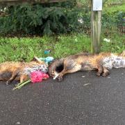 Sutton High School pupil Helen Stephens spotted the foxes in North Cheam