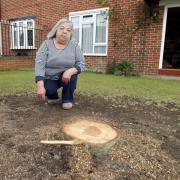 Yildiz Doherty with all that remains of her beloved tree