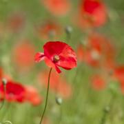 Kingston to mark 100th anniversary of World War One