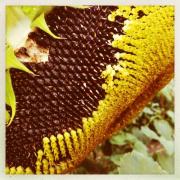 PICTURE: Sunflower