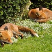 PICTURE: Sleeping foxes
