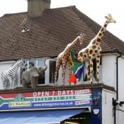 Shop must apply for planning permission or remove giraffes, elephant and zebra