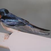 Nature Notes: Revealing swallows' true colours