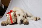 It costs £50,000 to breed, train and support a guide dog throughout its working life.