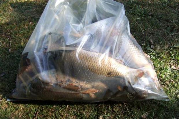 Dead fish: Some of the 1,400 fish that have died in the lake.