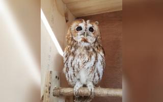 The team at the parks is appealing for help and information relating to the suspected theft of Merlin the Tawny Owl