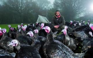 JLS star JB Gill has become a turkey farmer. Picture by John Alevroyiannis