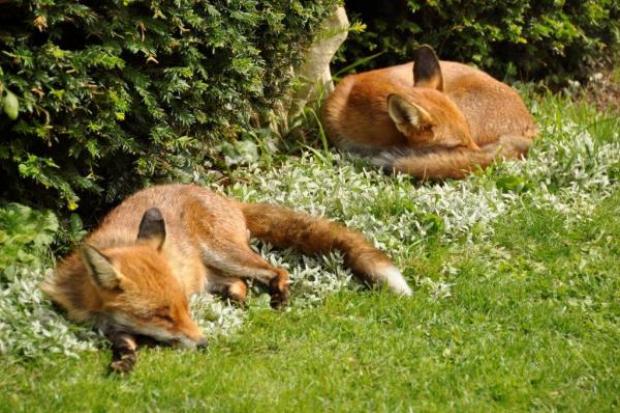 PICTURE: Sleeping foxes