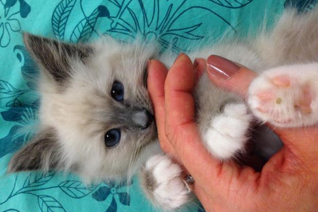 Kitten Monty will melt your heart