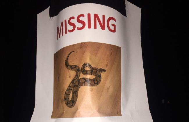 The posters claim that the black and brown ball python went missing on January 18 near St James’ Road.