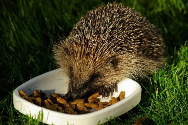 In 1950 the UK population was roughly 30 million, but fewer than one million hedgehogs are left and numbers continue to decline. Pic credit: Gillian Day