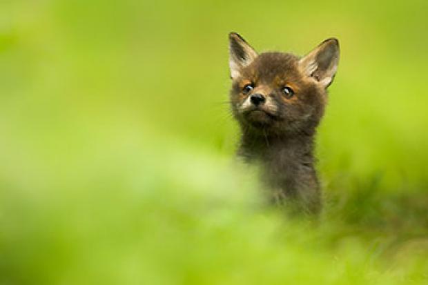 Peeking Red Fox Cub (c) Luke Wilkinson from the British Wildlife Photography Awards 2017.