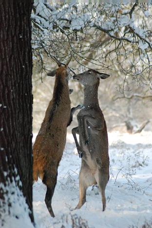 A rare sight to see: two female deer standing on their hind legs trying to push each other over in a snowy Richmond Park. By Adam Siese