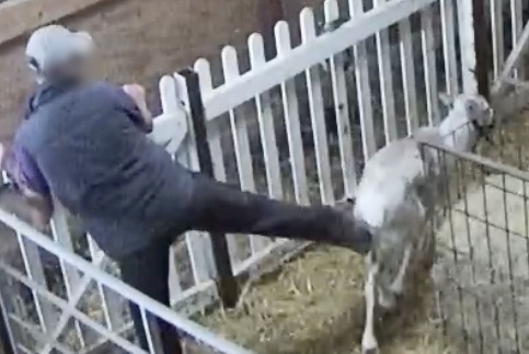 Croydon reindeer appearance cancelled after animal abuse revealed