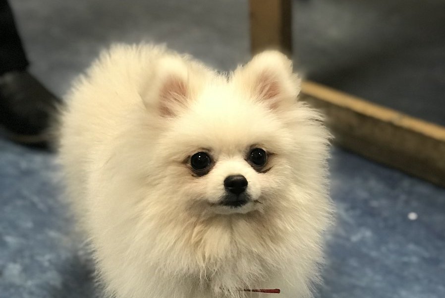 Police appeal for owner of fluffy white dog handed into Croydon station
